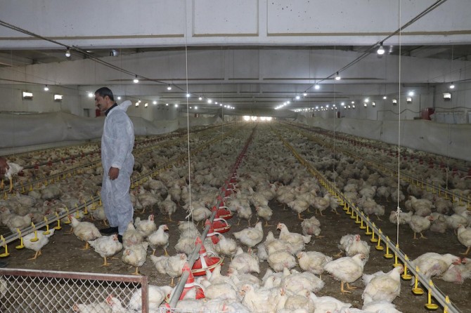 Bingöl'de yılda yaklaşık 2 milyon canlı tavuk üretimi yapılıyor