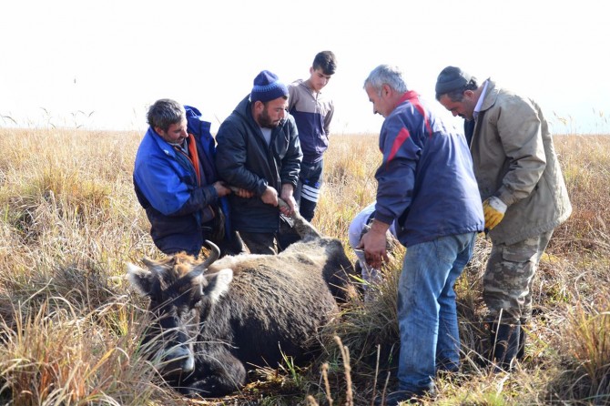 ​Muş Korkut'ta  büyükbaş hayvan sürüsü bataklığa battı