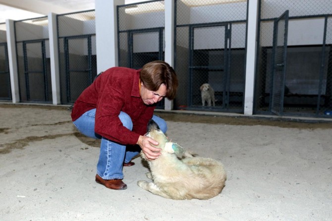 İşkence edilen köpeği İzmirli iş kadını sahiplendi