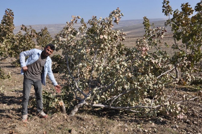 ​19 yıllık emeği fıstık ağaçlarını kestiler