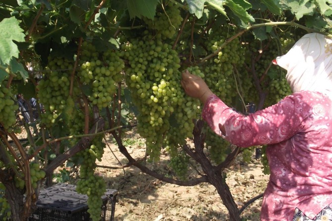 Rusya'ya sultani yaş üzüm ihracatında artış