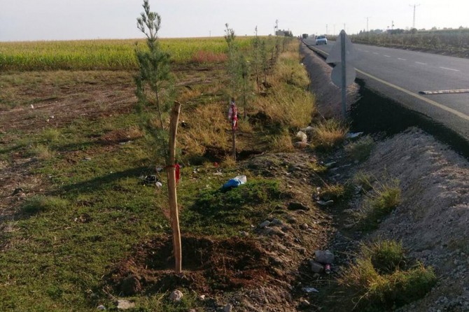 Kızıltepe’de 13 bin çam ağacı dikimine başlandı