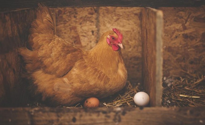 Tavuk eti ve yumurta üretiminde rekor