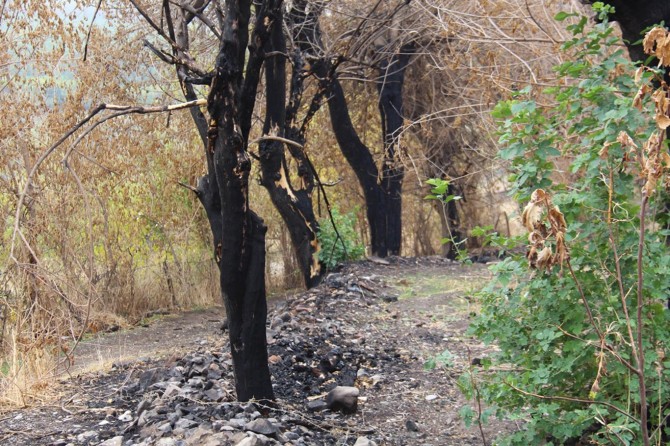 Diyarbakır’da onlarca ağaç yakıldı!