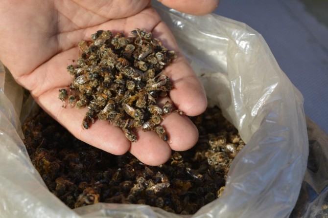 Arının ölüsü de dirisi de şifa kaynağı