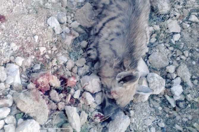Batman'da bir çizgili sırtlan daha telef oldu