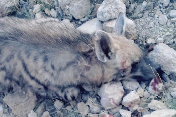 Li Êlihê keftarekî din jî telef bû