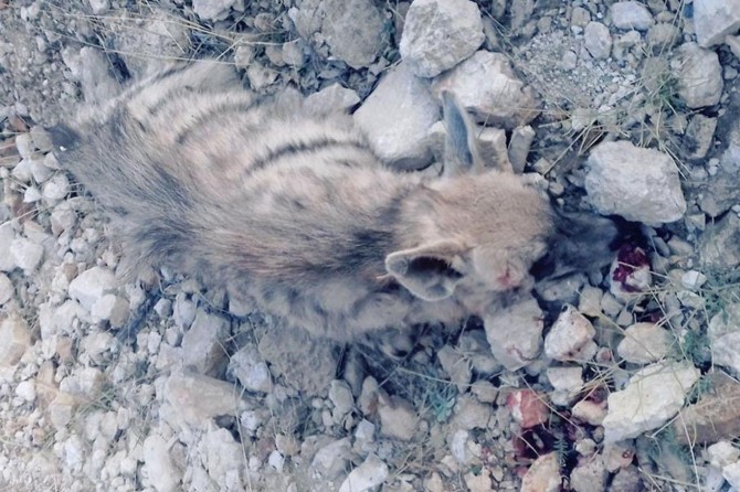 Another striped hyena has been wasted in Batman