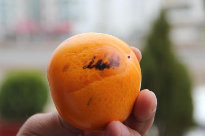 Cennet hurmasında 'Hz. Muhammed' lafzı