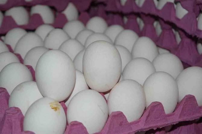 Firoşker û serfkarên hêkan bertek nîşanî zemê dan