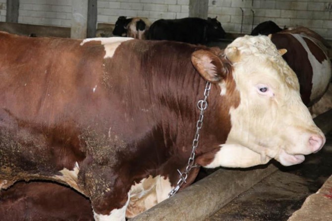 "Ucuz hayvan" yalanıyla 700 bin TL dolandırdılar