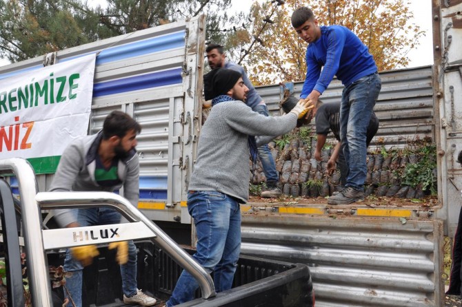 Batman'da çiftçilere 200 bin fıstık fidanı dağıtıldı