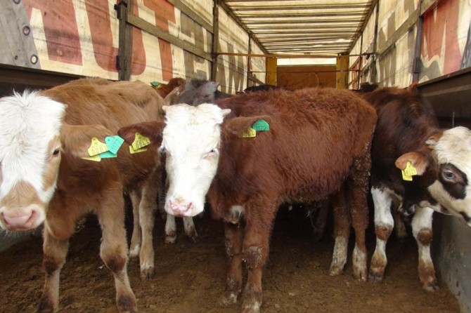 Kızıltepe'de hibe edilen hayvanlar şartlara uymayınca geri gönderildi