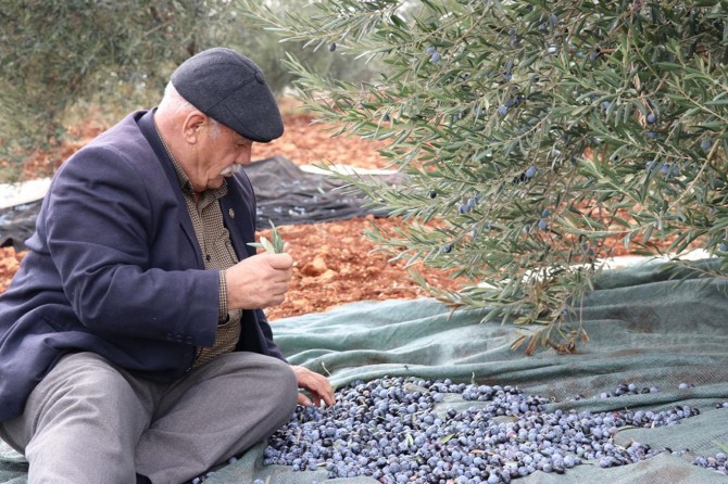 Kuraklık nedeniyle zeytin rekoltesi düşük