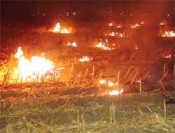 Anız Yangınları Doğayı Tehdit Ediyor