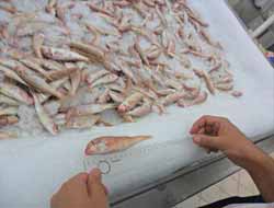 Her Balığa En Az Bir Kez Üreme Şansı Verilmeli