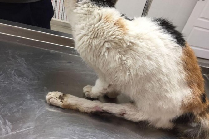 Kaza geçiren kediye cerrahi müdahale