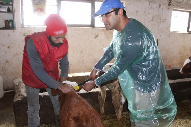 Her yaştaki hayvanlar için küpeleme ve bildirim affı çıktı