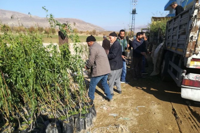 Çiftçilere 11 bin fidan dağıtıldı
