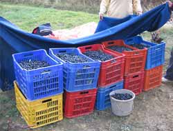 Zeytinde Üretim Düşük, Fiyat Memnun Edici