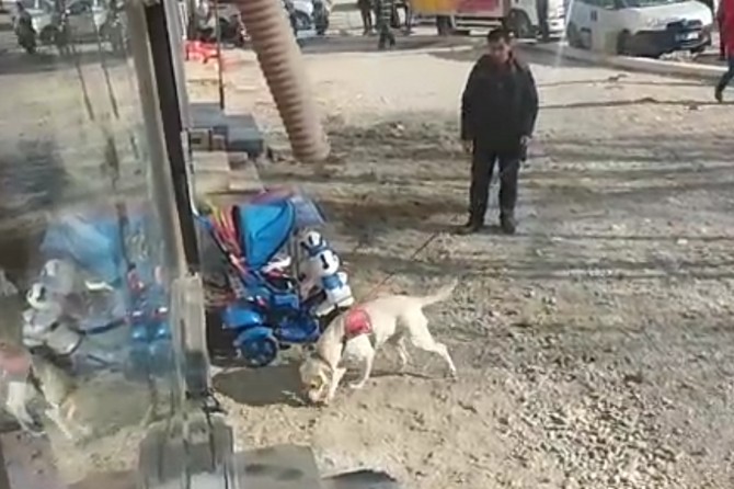 Batman'da esrarengiz köpekli arama