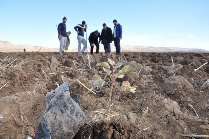 Batman'da fıstık fidanı dikimi başladı