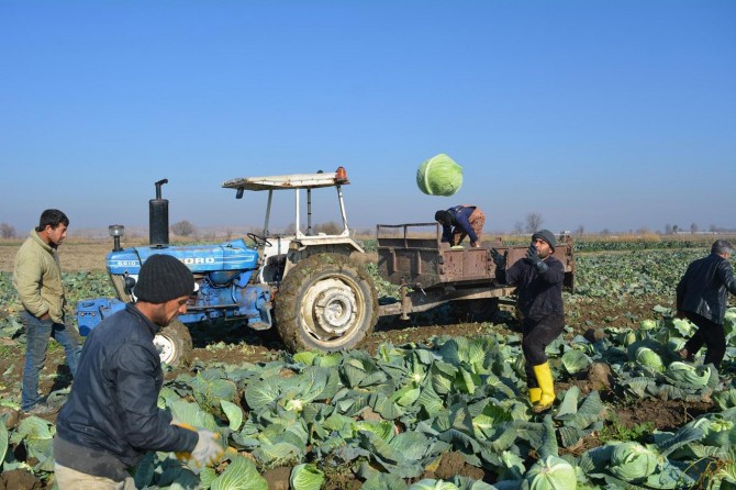 Çiftçiler lahana hasadından memnun