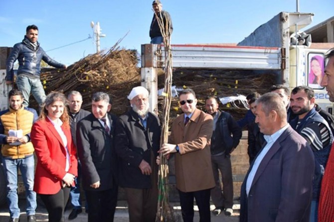 Batman'da çiftçilere ceviz fidanı dağıtıldı