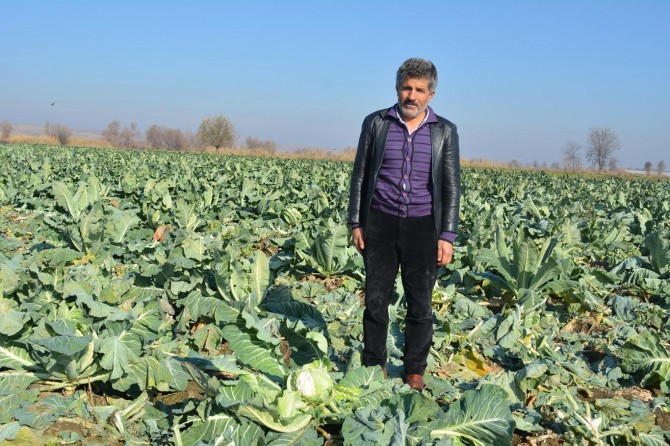 "Yanlış gönderilen fideler nedeniyle hasat yapamıyoruz"