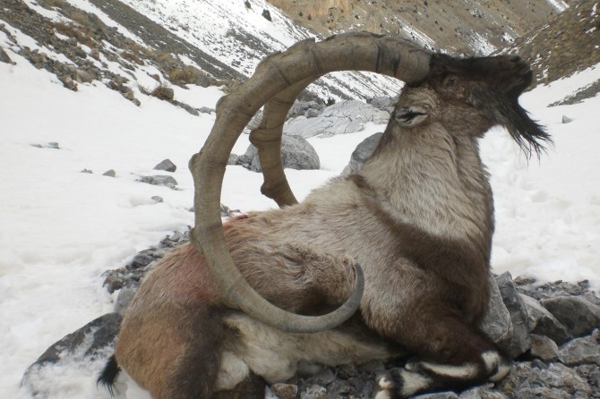 Yaban keçisini vuran 3 avcı yakalandı