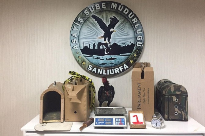 Horoz dövüştüren 25 kişi gözaltına alındı