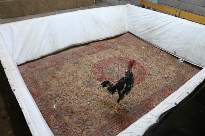 Horoz dövüştüren 3 şüpheli yakalandı