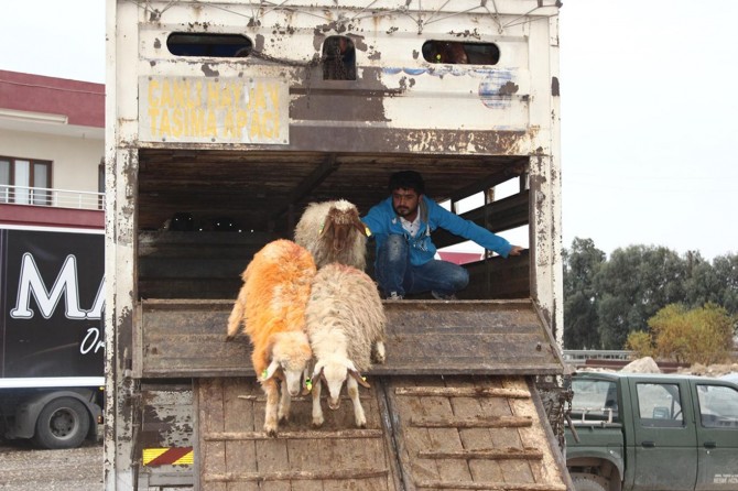 Nusaybin'de genç çiftçilere destek