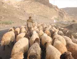 Göçerler Dönüş Yolunda