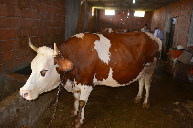 Hayvanlara aile hekimliği uygulaması güzel ama işletmelere destek verilmesi lazım