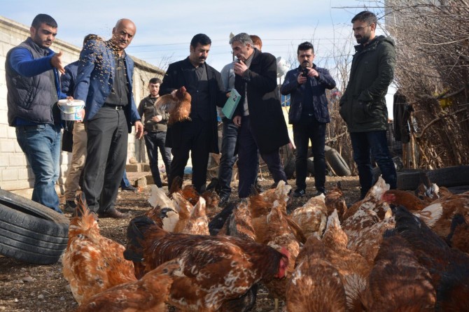 Batman'daki tavuk yetiştiriciliği kursu Karadenizli girişimcinin ilgi odağı oldu
