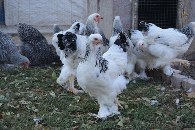 "Dernek kurma amacımız süs tavuklarını tüm yönüyle tanıtmak"