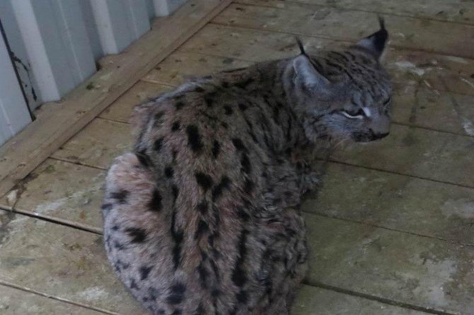 Tedavisi tamamlanan vaşak doğal ortamına bırakılacak