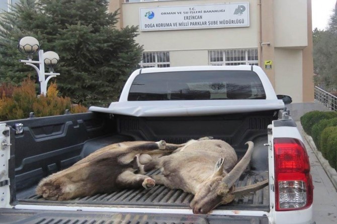 4 nêçîrvanên ku pezkovî kuştin hatin girtin