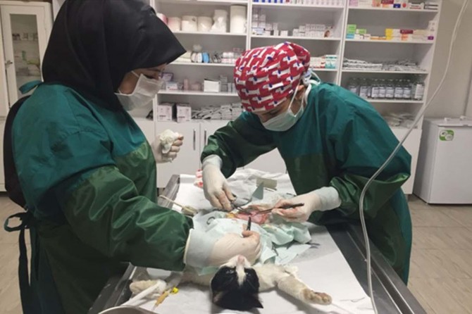 Yaralı kediye fıtık ameliyatı yapıldı