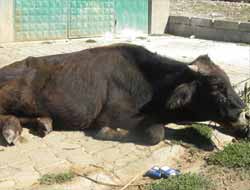 Solhan'da Hayvan Ölümlerinin Nedeni Bulundu