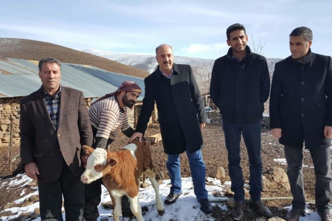 ​Bingöl’de yılın ilk doğan buzağı sahibine altın ödülü verildi