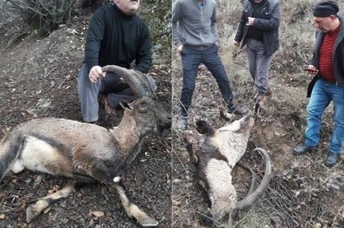 Elazığ Kovancılar'da ev tüfeğiyle vurulmuş 2 dağ keçisi bulundu