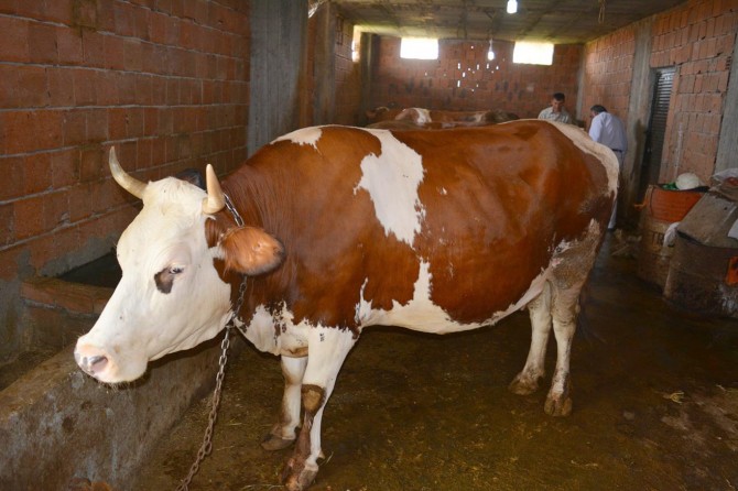 Veterinerlerden besicilere aşırı soğuk uyarısı