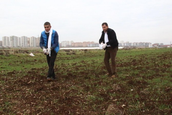 Çiftçinin tarla fareleriyle başı dertte