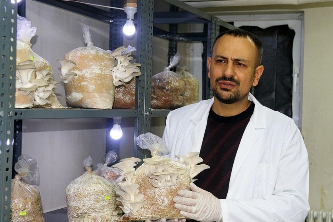 "İşkembe atığıyla mantar üretildi"