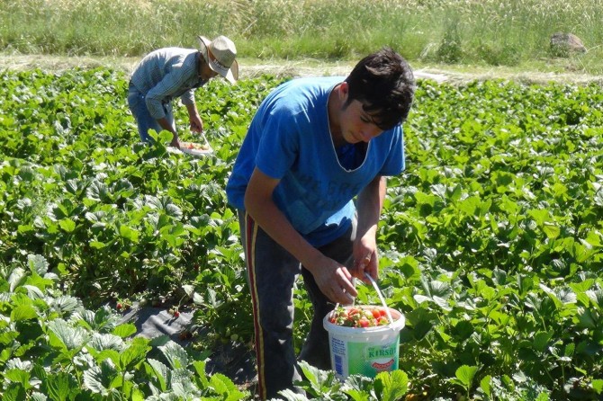 "Organik tarım" yönetmeliğinde değişiklik