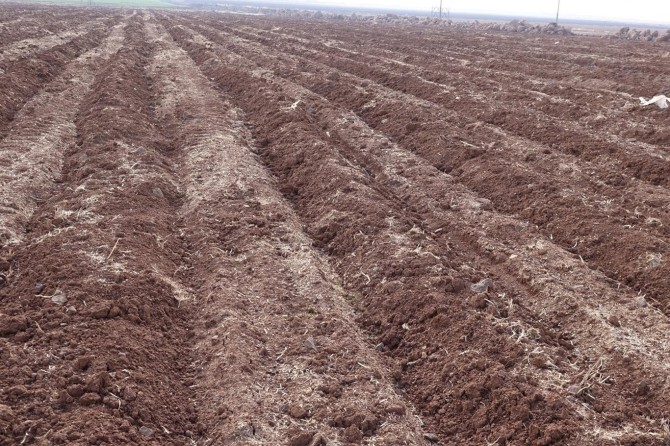 Ekilen buğday tohumları kuraklık nedeniyle çürüdü