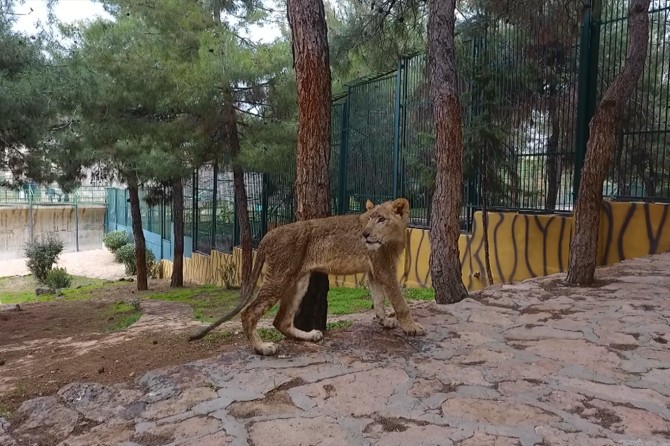Cumhurbaşkanı Erdoğan'a hediye edilen aslanlar Gaziantep'te
