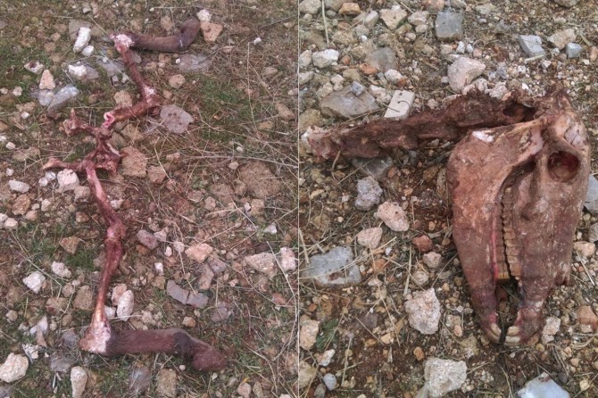 Şanlıurfa'da kafası kesilmiş bir eşek ve kemikleri bulundu